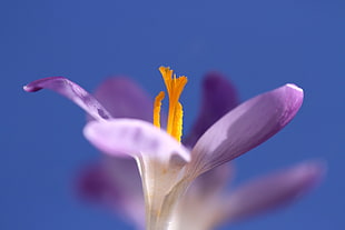 micro photography of purple and yellow petaled flower, crocus