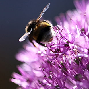 yellow and black bee collecting nectar on purple petaled flower