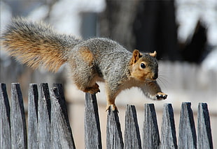 photo of squirrel on fence HD wallpaper