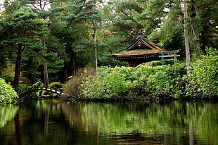 green leafed tree, Japanese Garden