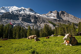 flock of cow resting on grass field during daytime screenshot HD wallpaper