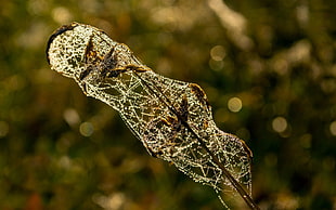 brown plant with spider web HD wallpaper