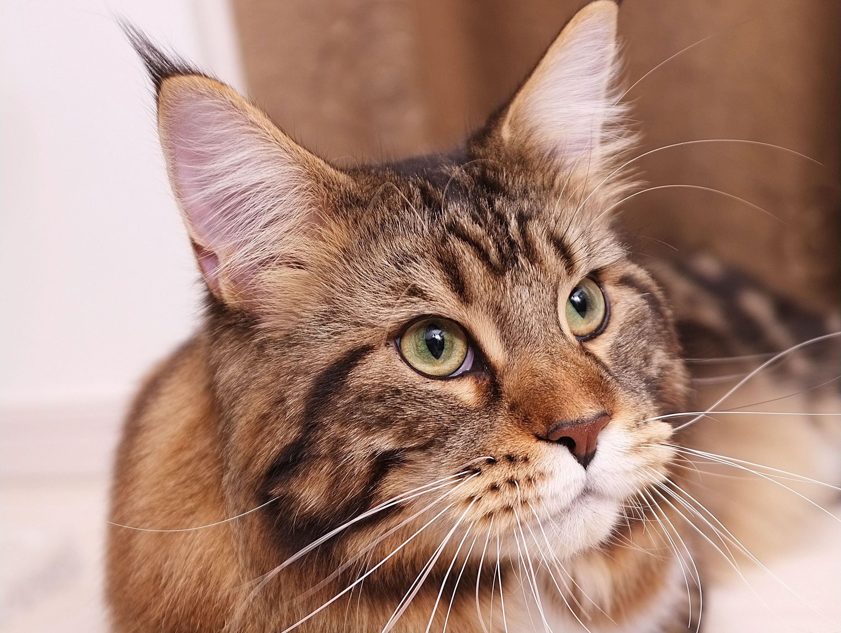 Cat,  Maine coon,  Fluffy,  Face