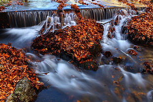 brown leaves on river photography