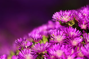 purple flower HD wallpaper