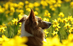 Rough Collie standing on yellow flower field at day time