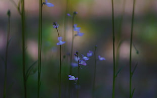 purple flower in shallow focus lens