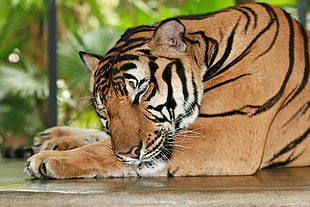brown tiger on beige floor