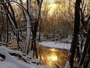 person taking photo of leafless trees with snow and body of water during sun rise