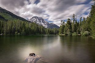 landscape photo of body of water surrounded of trees, string lake, grand teton national park HD wallpaper
