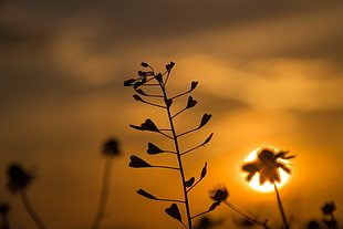selective focus silhouette photography of heart-shaped leaves during golden hour HD wallpaper