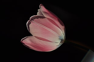 pink Tulips closeup photography HD wallpaper