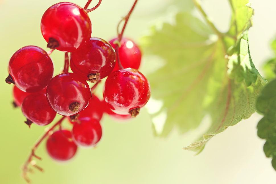 closeup photography of cherry fruit HD wallpaper