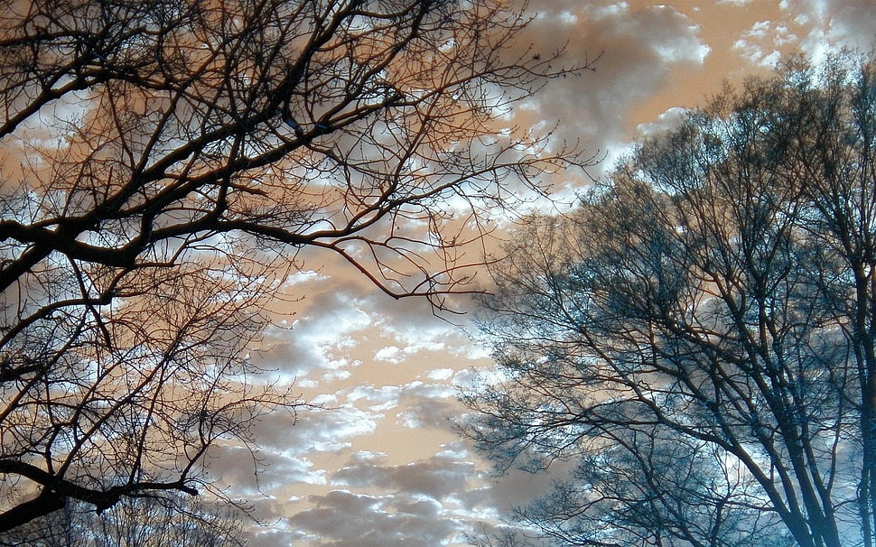 two wilted trees, nature, clouds HD wallpaper