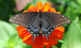Great mormon butterfly on orange petaled flower during daytime, swallowtail