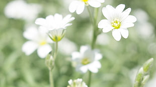 white petaled flower, flowers, white, bokeh, green HD wallpaper