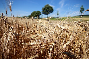 brown grass field, barley