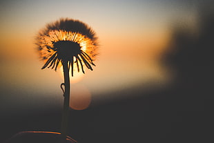 dandelion flower, Dandelion, Sunset, Silhouette