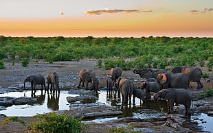 group of elephant in bodies of water
