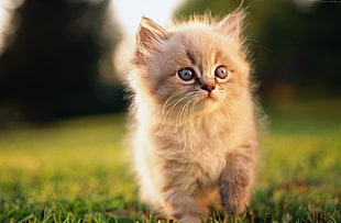 brown Persian kitten on green grass