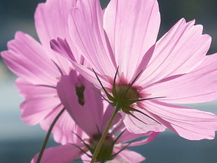 pink Cosmos flowers in bloom close-up photo HD wallpaper