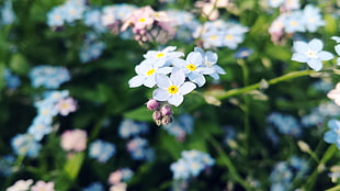 white-and-yellow petaled flowers, flowers, forget-me-nots, blue flowers, macro HD wallpaper