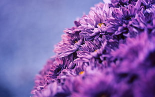 purple flowers shallow focus photography, filter, nature, flowers, macro HD wallpaper