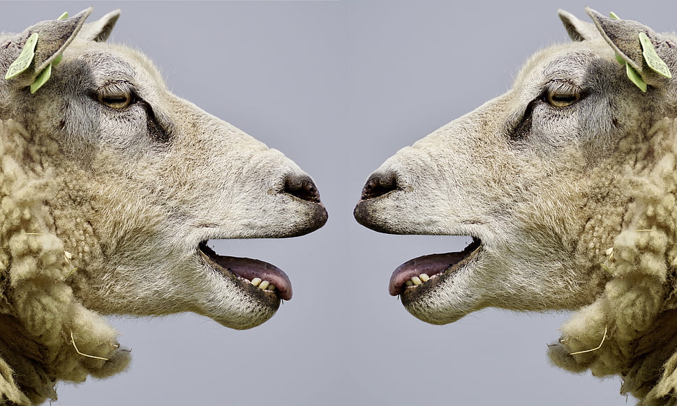 two white sheep HD wallpaper