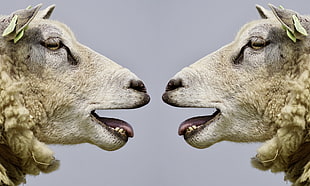 two white sheep HD wallpaper