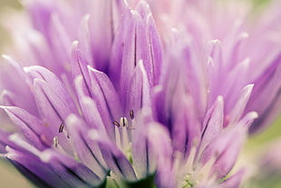 purple petaled flower closeup photography HD wallpaper