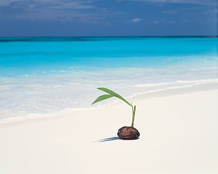 green plant on a white sandy beach shore during day time HD wallpaper