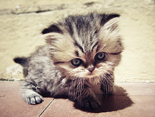 macro shot photography of silver tabby kitten