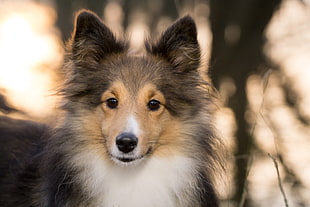 tricolor Shetland Sheepdog in close up photography