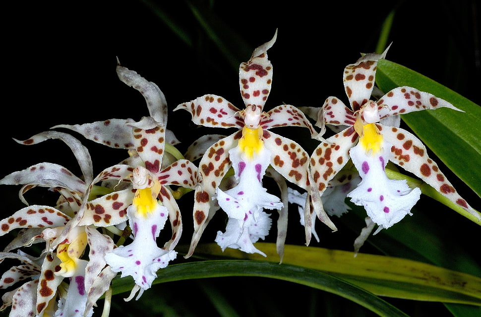 brown and white orchid HD wallpaper