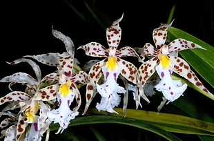 brown and white orchid