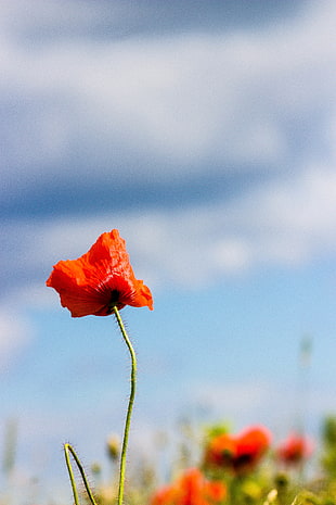 red poppy flower in self-focus photography