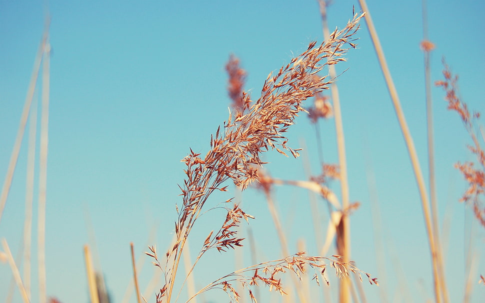 brown leaf plant HD wallpaper