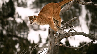 big cat on tree branch HD wallpaper