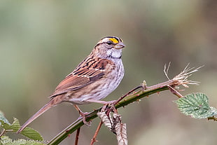 gray and brown bird perched on tree branch at day, white-throated sparrow
