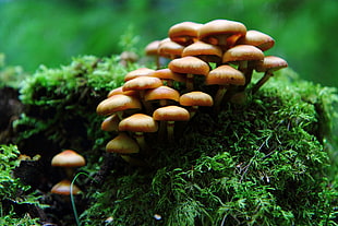 photo of brown mushroom surrounded by green grass