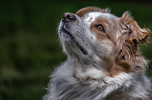 closeup photo of long-coated tan and white dog