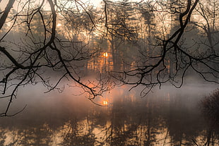 lake and bare trees, nature, water, mist, trees