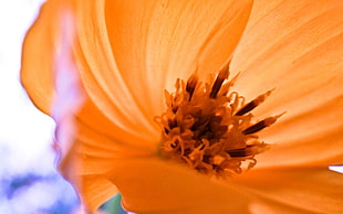 macro shot photography of orange flower HD wallpaper
