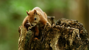 brown squirrel on top of brown tree branch