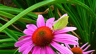 green butterfly on purple-petaled flower