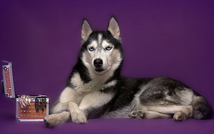 black and white Siberian Husky reclining beside box HD wallpaper
