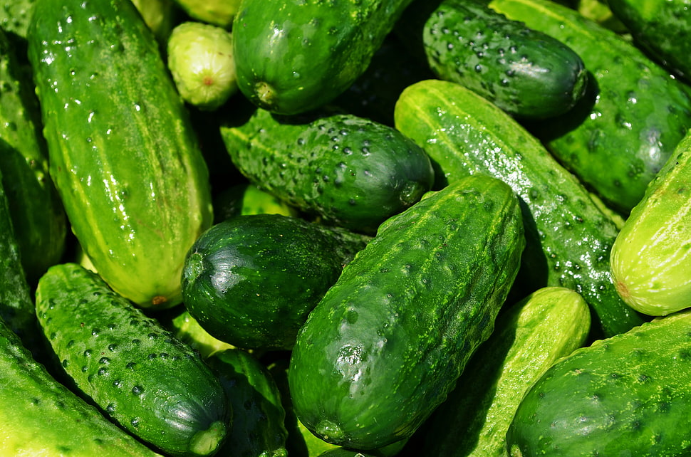 green Cocumbers HD wallpaper
