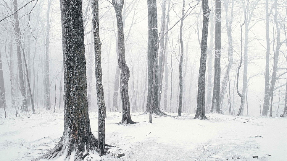 gray bare trees, trees, winter, nature, forest HD wallpaper