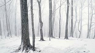 gray bare trees, trees, winter, nature, forest