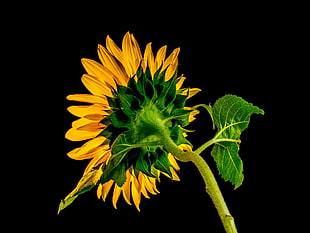 closeup photo of sunflower